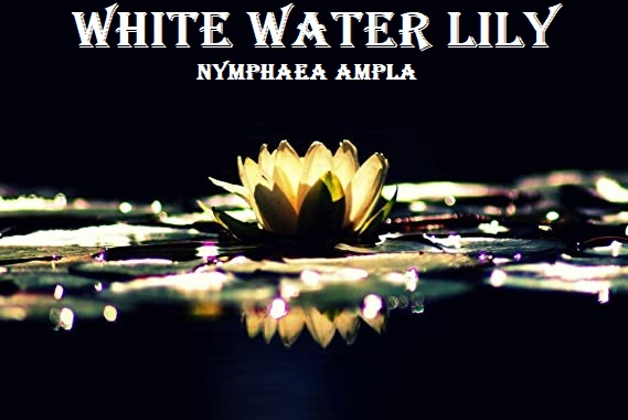 White water lily Numphaea Ampla