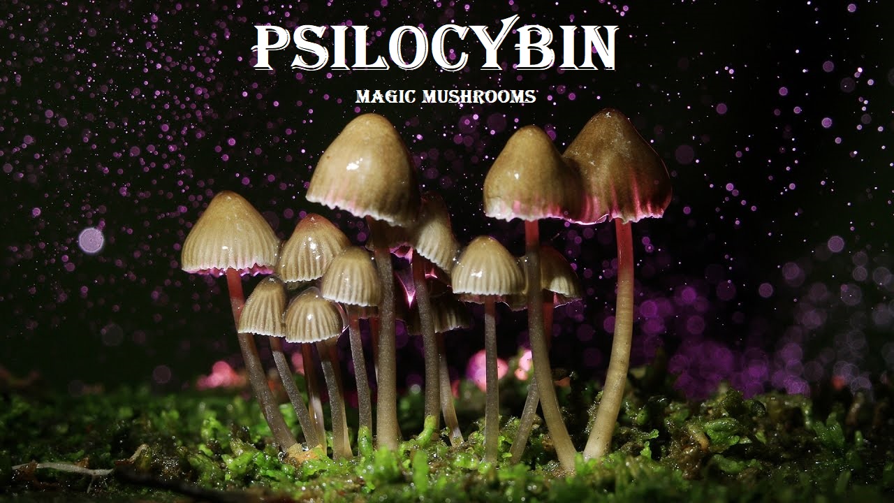 Psilocibin magic mushrooms